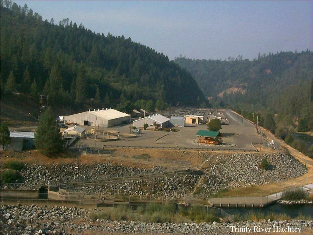 PPT Iron Gate Hatchery PowerPoint Presentation, free download ID