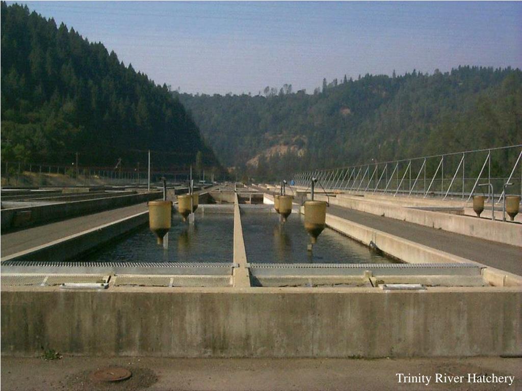 PPT Iron Gate Hatchery PowerPoint Presentation, free download ID