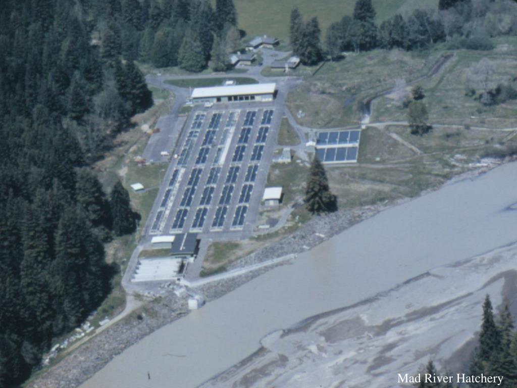 PPT Iron Gate Hatchery PowerPoint Presentation, free download ID