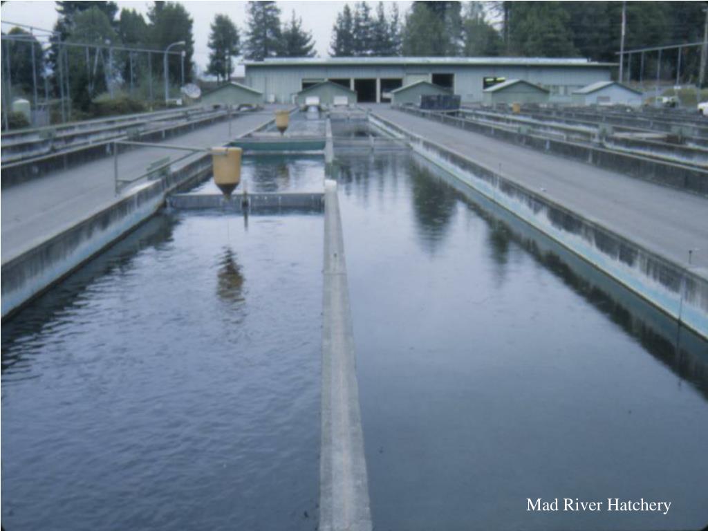 PPT Iron Gate Hatchery PowerPoint Presentation, free download ID