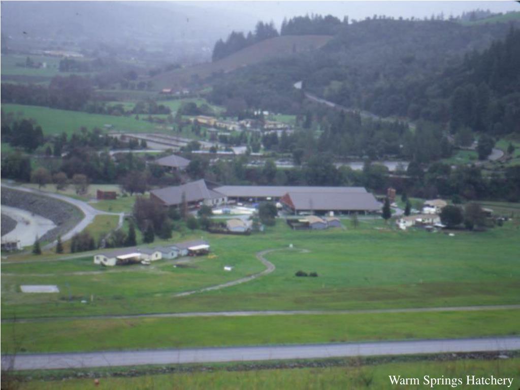 PPT Iron Gate Hatchery PowerPoint Presentation, free download ID