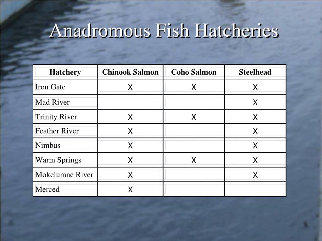 PPT Iron Gate Hatchery PowerPoint Presentation, free download ID