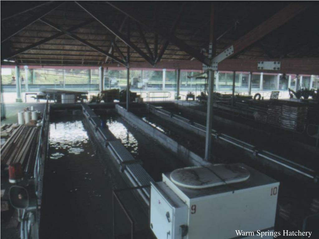 PPT Iron Gate Hatchery PowerPoint Presentation, free download ID