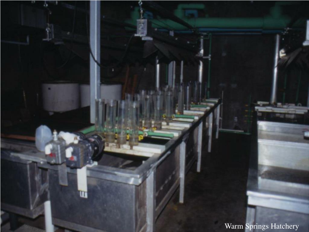 PPT Iron Gate Hatchery PowerPoint Presentation, free download ID