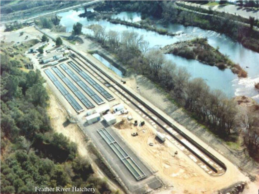 PPT Iron Gate Hatchery PowerPoint Presentation, free download ID