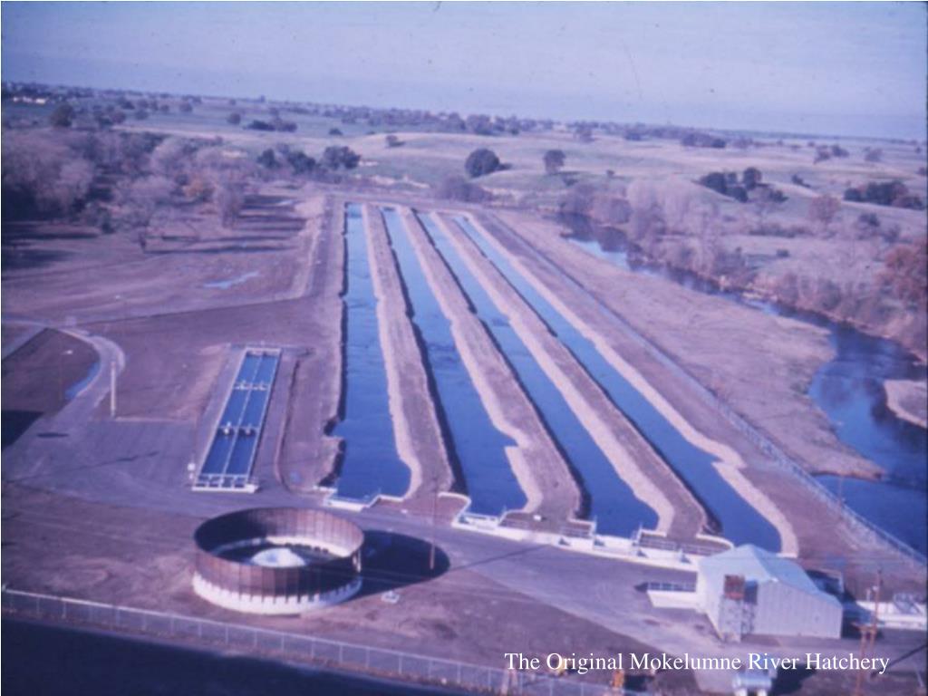 PPT Iron Gate Hatchery PowerPoint Presentation, free download ID