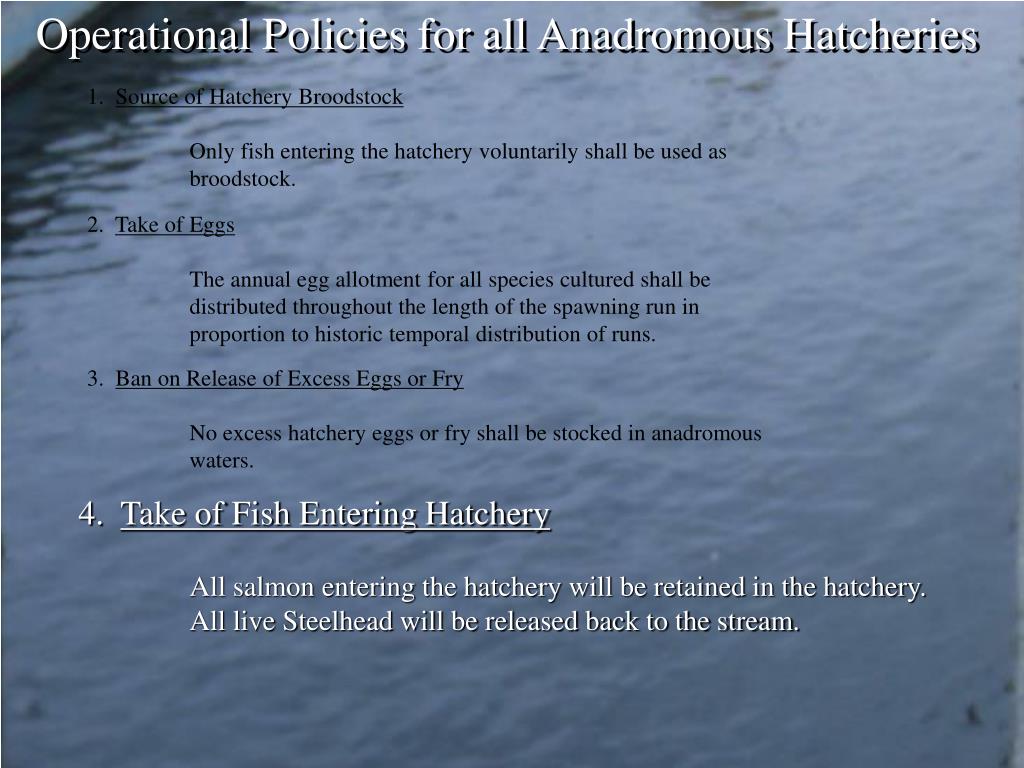 PPT Iron Gate Hatchery PowerPoint Presentation, free download ID