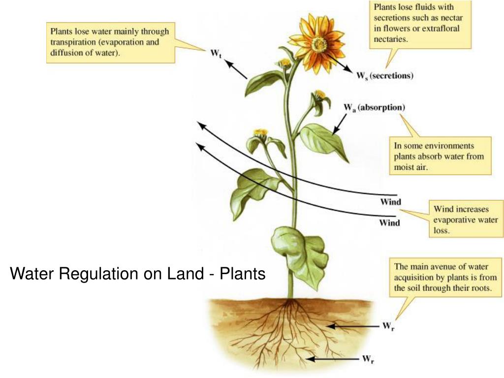 PPT Water Balance in Terrestrial Plants PowerPoint Presentation, free