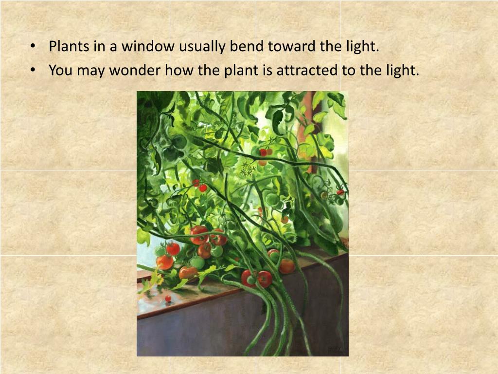 PPT 14.4 Plant Growth PowerPoint Presentation, free download ID6965593