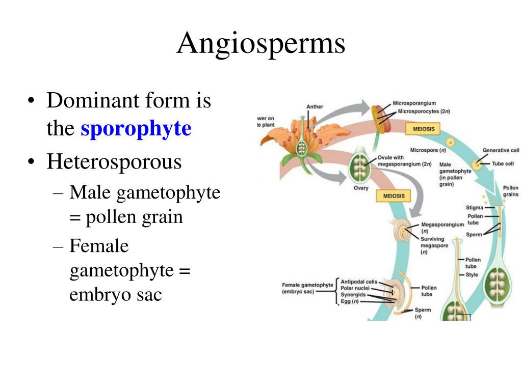 PPT Plant Reproduction PowerPoint Presentation, free download ID6965865