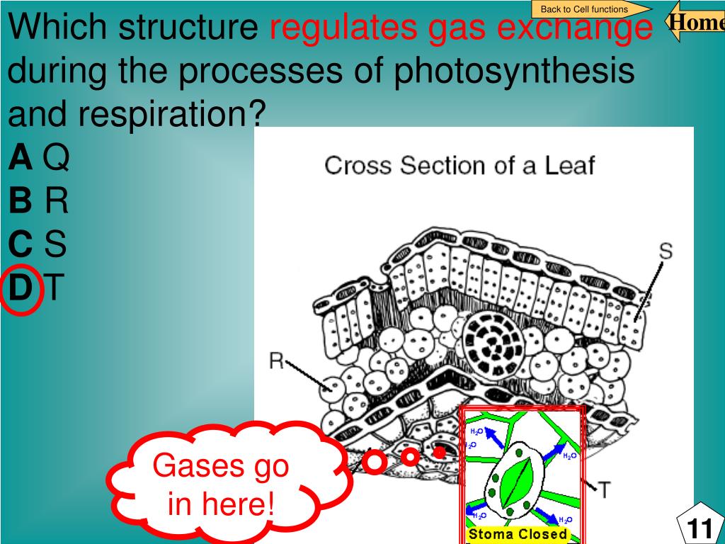 PPT Objective 2…TAKS 10 th and 11 th grades Home slide PowerPoint