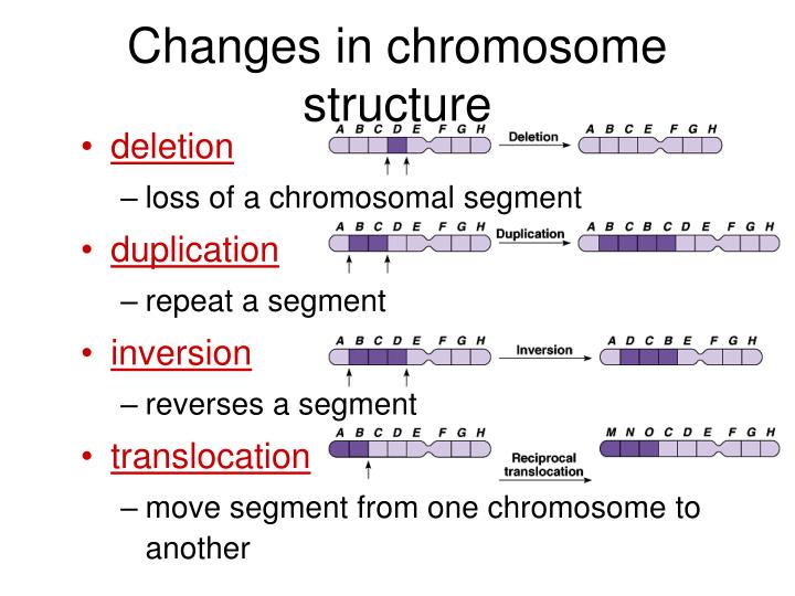 PPT Chromosomal Abnormalities Errors of Meiosis PowerPoint