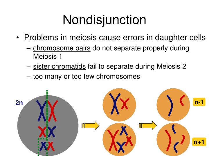 PPT Chromosomal Abnormalities Errors of Meiosis PowerPoint Presentation ID6980418