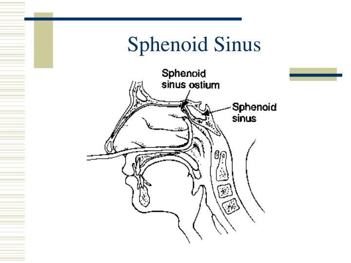 PPT Nasopharyngolaryngoscopy for Family Physicians