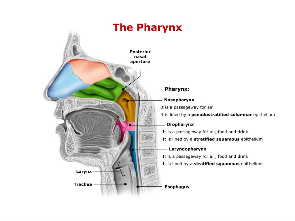 PPT - (Chapter 22) PowerPoint Presentation, free download - ID:6982426