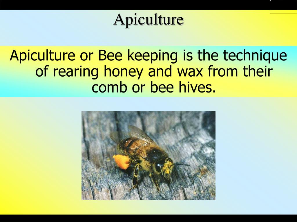 PPT Beneficial insects HONEY BEES PowerPoint Presentation, free