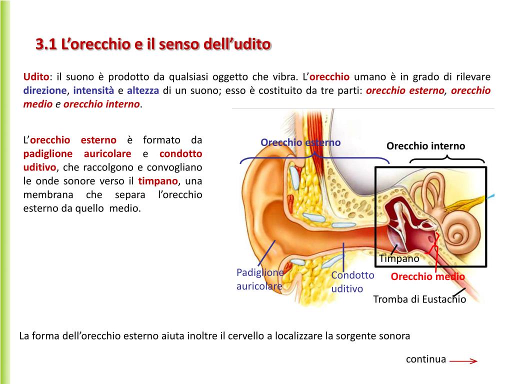 PPT I SENSI PowerPoint Presentation, free download ID6986338