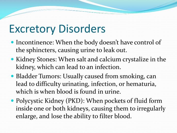 PPT Excretory system PowerPoint Presentation ID6989651