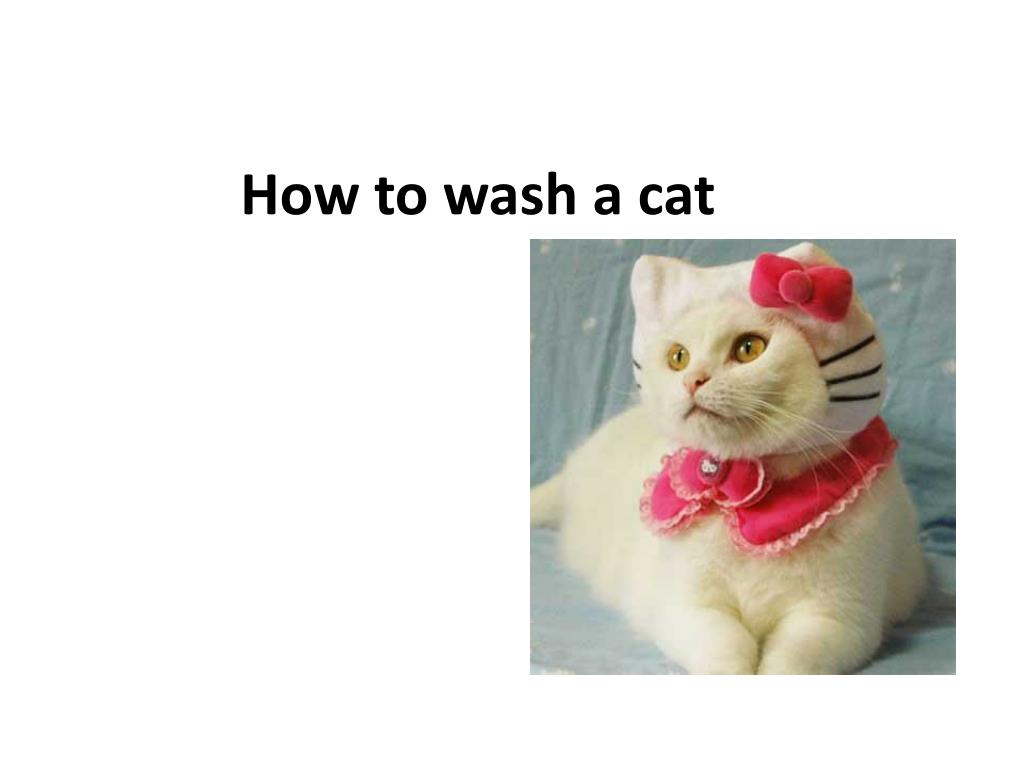 PPT How to wash a cat PowerPoint Presentation, free download ID6990134