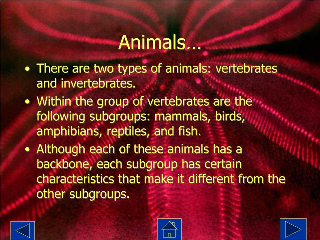 PPT What Kind of Animal Am I? PowerPoint Presentation, free download