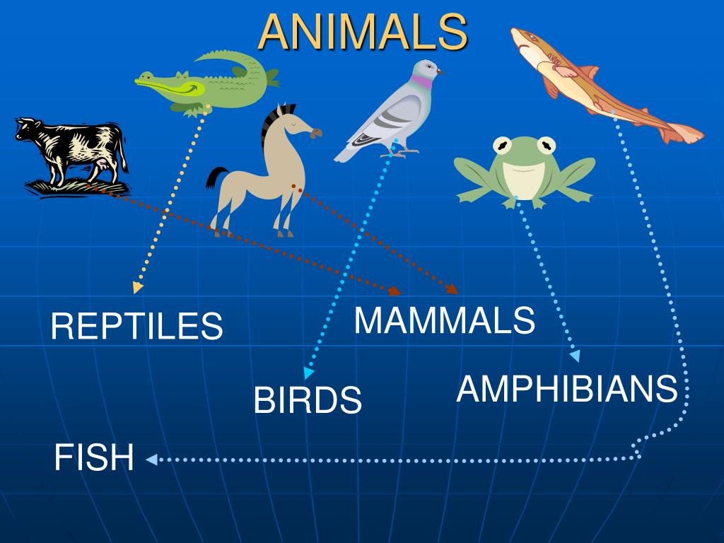 PPT ANIMALS PowerPoint Presentation, free download ID6992906