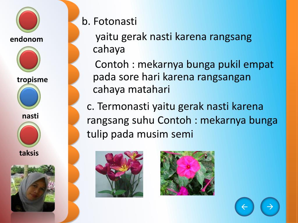 Beginilah Gerak Mekarnya Bunga Matahari Adalah Contoh