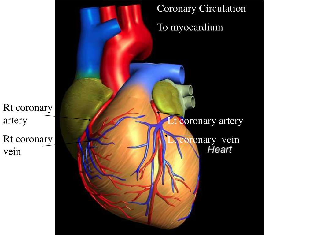 PPT Circulatory System Transport System PowerPoint Presentation, free