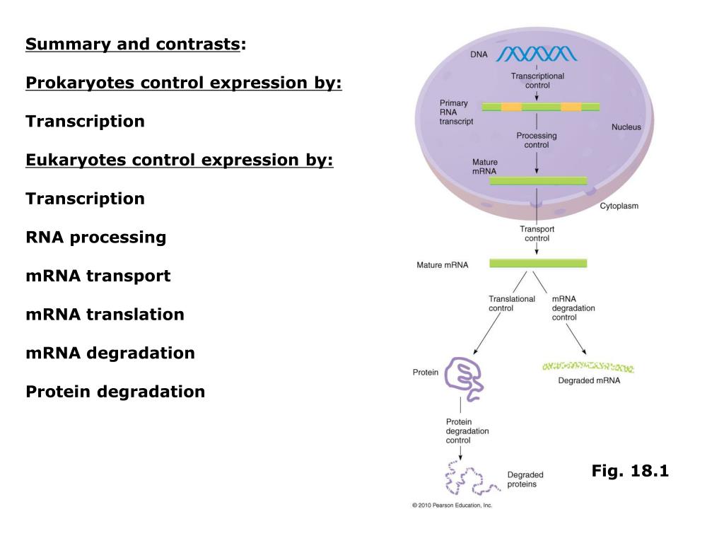 PPT Chapters 18 Regulation of gene expression in eukaryotes