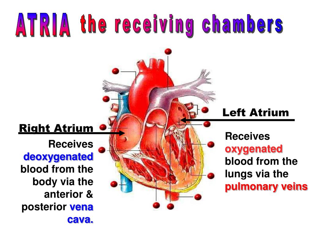 Ppt Right Ventricle Pumps Deoxygenated Blood To The L vrogue.co