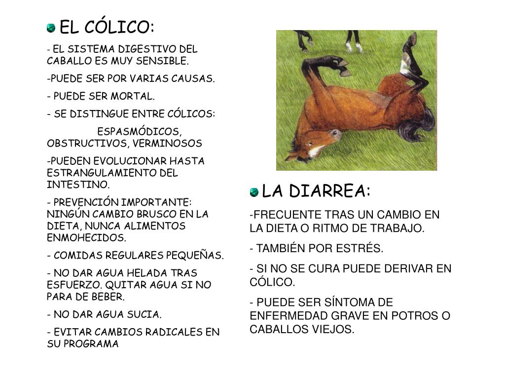 Enfermedades de los caballos: las más comunes y cómo prevenirlas