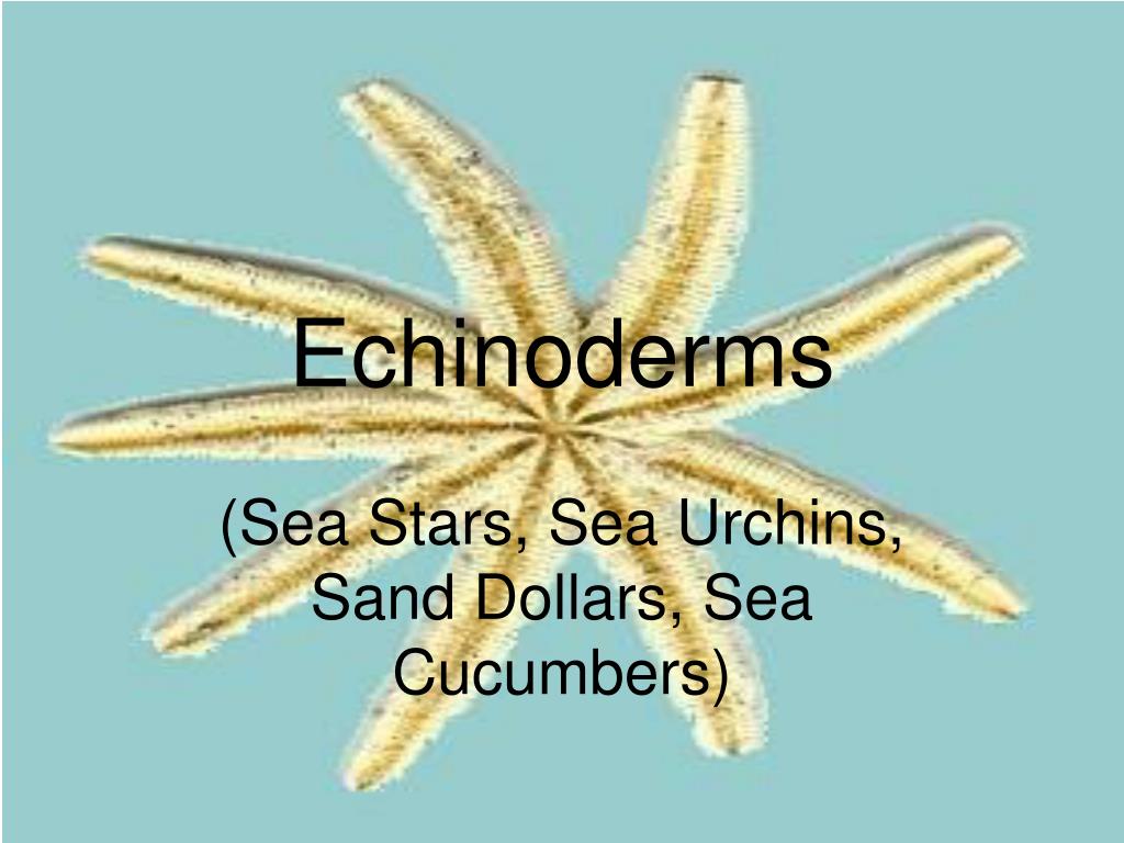 PPT Echinoderms PowerPoint Presentation, free download ID7003929