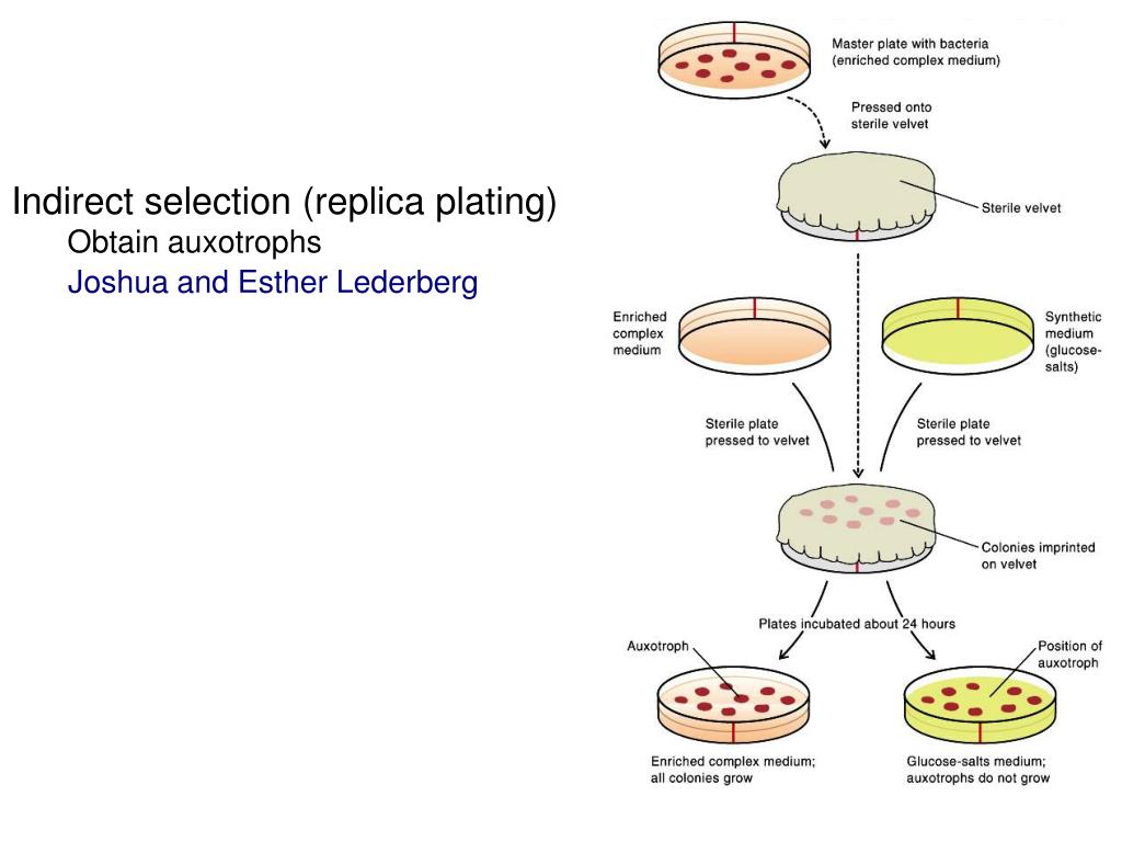 PPT Bacterial PowerPoint Presentation, free download ID
