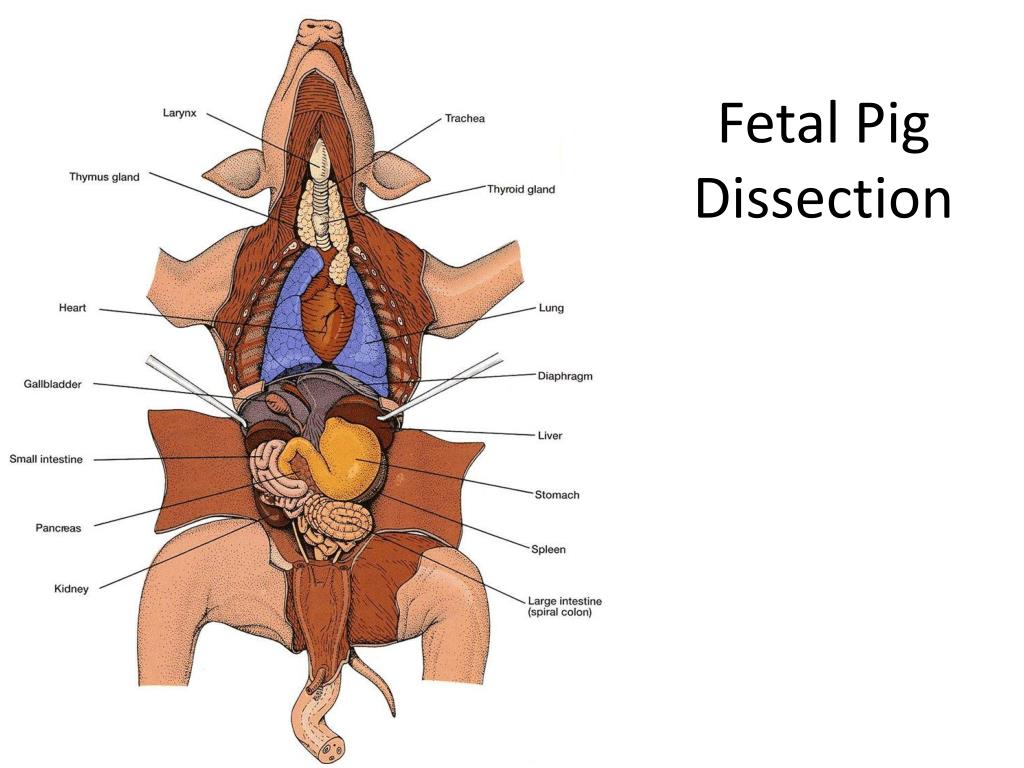 PPT Fetal Pig Dissection PowerPoint Presentation, free download ID