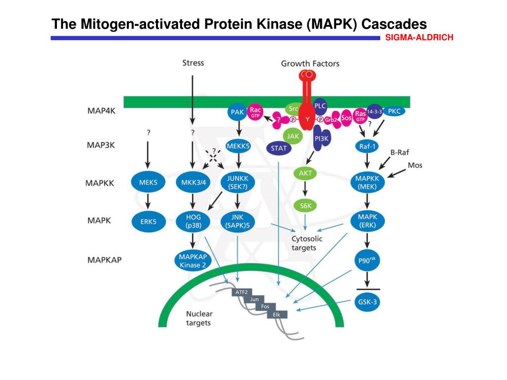PPT The Mitogenactivated Protein Kinase (MAPK) Cascades PowerPoint