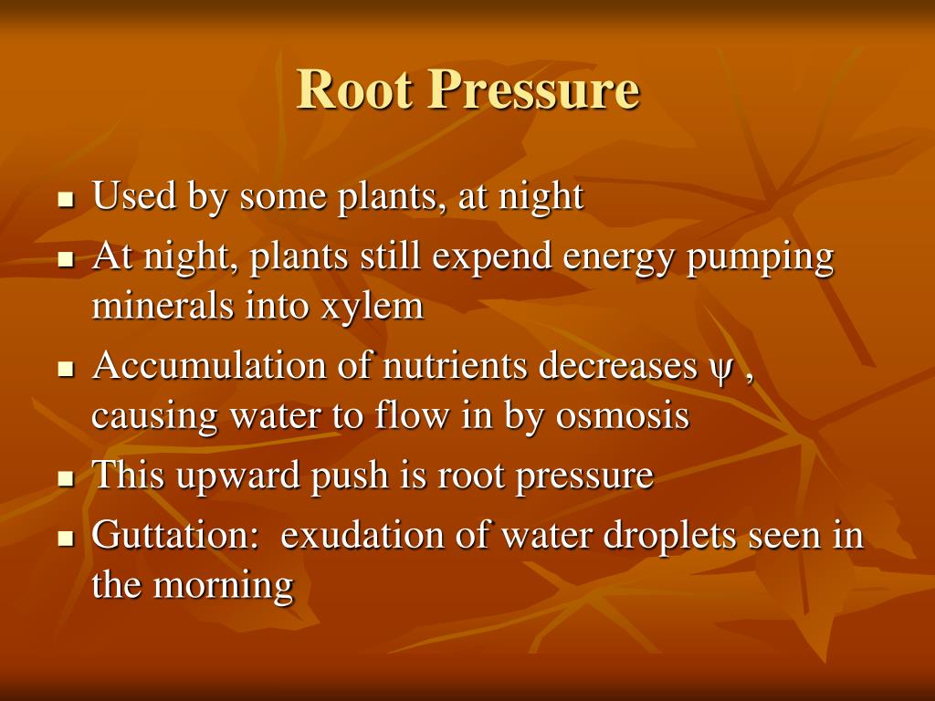PPT Transport in Plants PowerPoint Presentation, free download ID