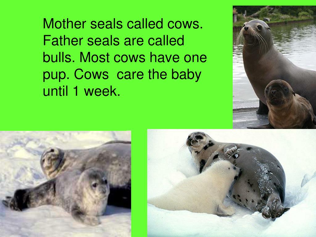 PPT Life cycle of seal PowerPoint Presentation, free download ID