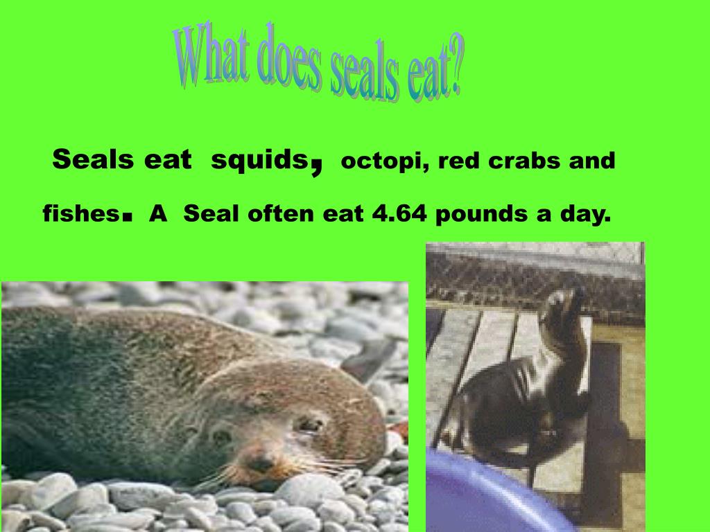 PPT Life cycle of seal PowerPoint Presentation, free download ID