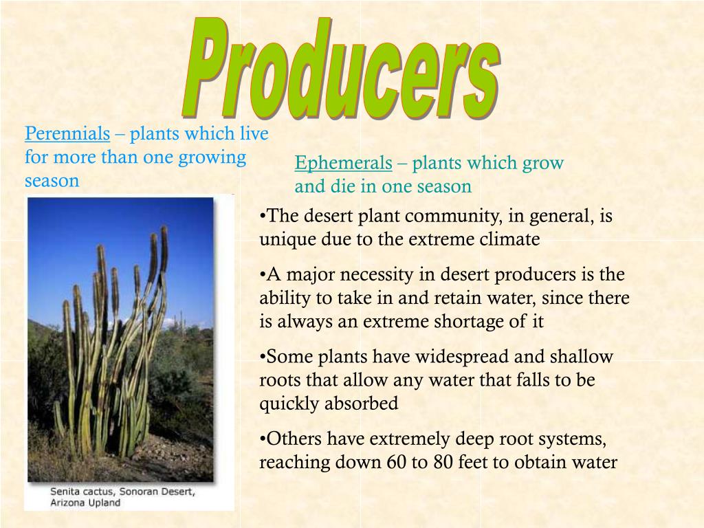 PPT Desert PowerPoint Presentation, free download ID7038274