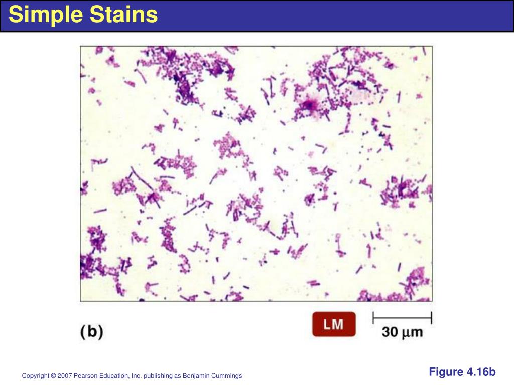 PPT Microbial Nutrition and Growth PowerPoint Presentation ID7041745