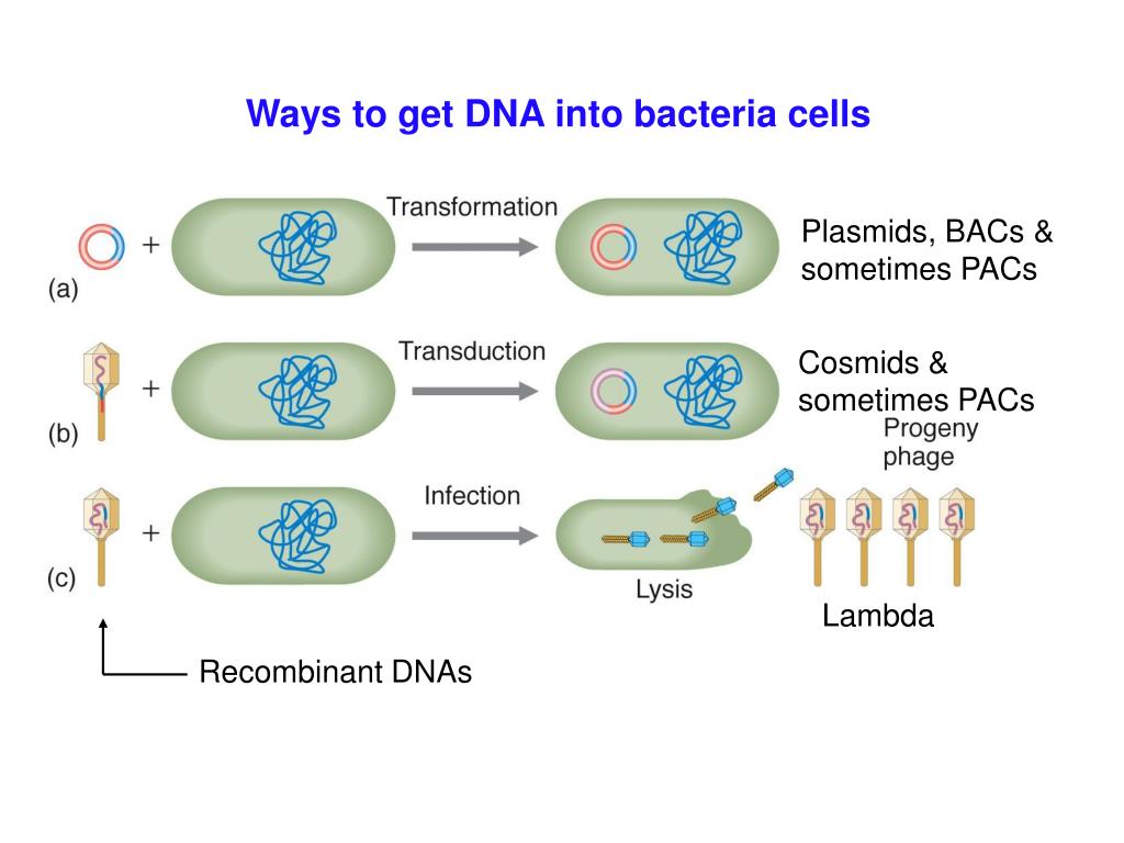 PPT Cosmids Plasmids that contain l cos sites. PowerPoint Presentation ID7047655