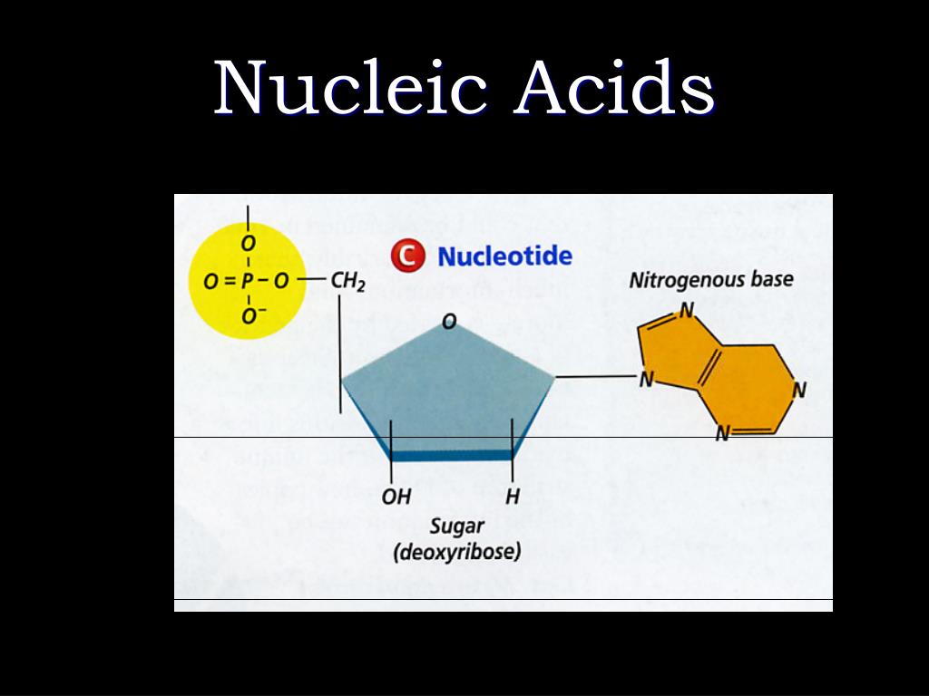 PPT Nucleic Acids PowerPoint Presentation, free download ID7053034
