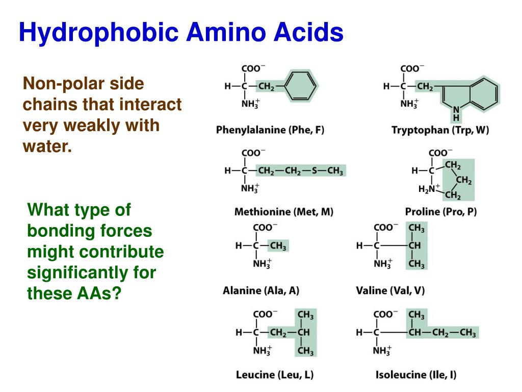 PPT Proteins Amino Acid Chains PowerPoint Presentation, free
