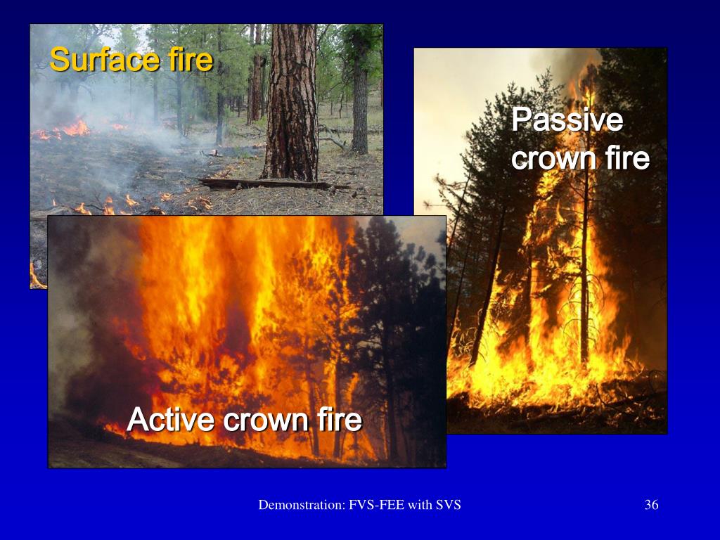 PPT Forest Change and Fire in Colorado’s Front Range PowerPoint