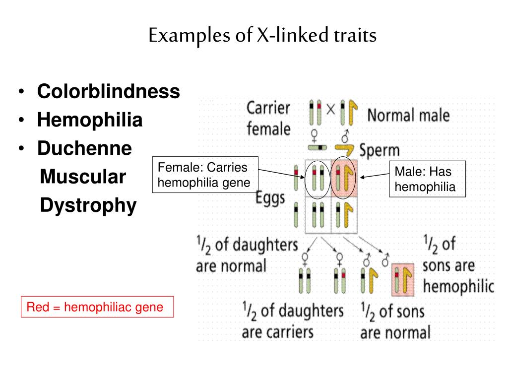 PPT 11 3 Exploring Mendelian & 115 Linkage and Gene Maps