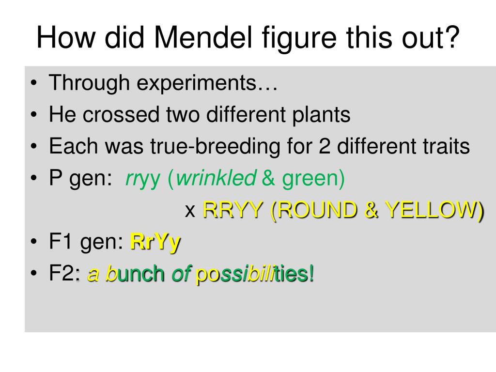 PPT 11 3 Exploring Mendelian & 115 Linkage and Gene Maps