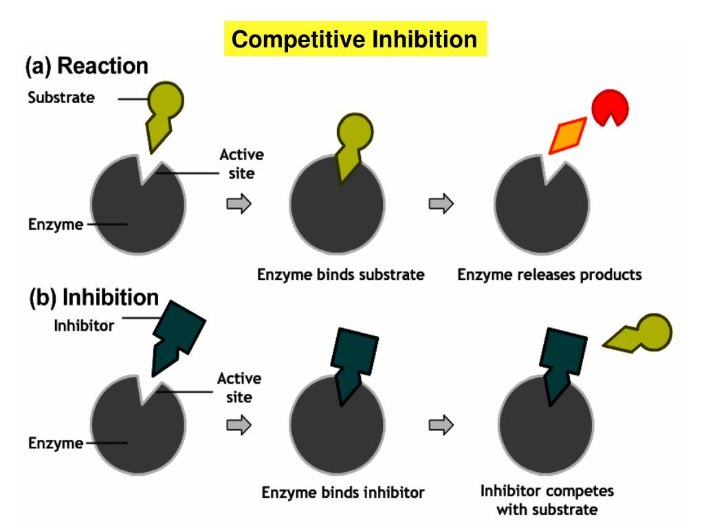 PPT Factors that Affect Enzyme Activity PowerPoint Presentation, free