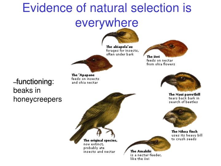 PPT Evolution PowerPoint Presentation ID7063464