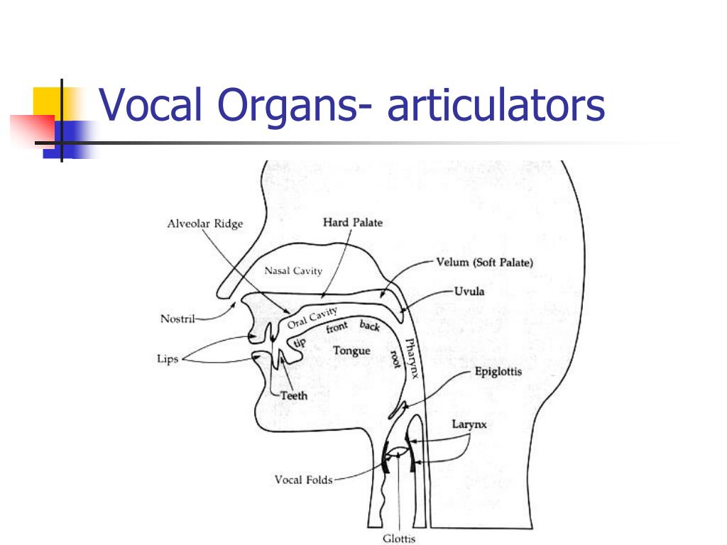 PPT The sounds of language PowerPoint Presentation, free download ID7070381