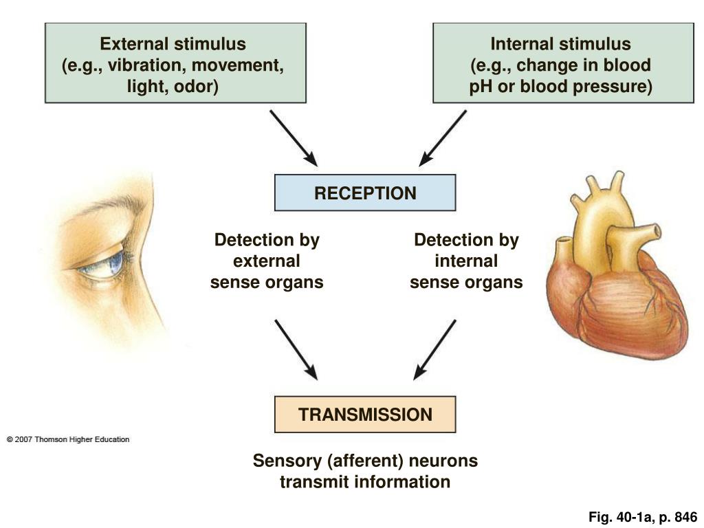 PPT Neural Signaling PowerPoint Presentation, free download ID7076617
