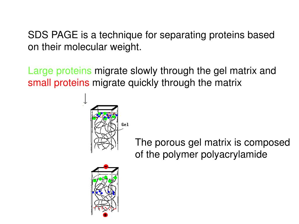 PPT - What is SDS-PAGE? PowerPoint Presentation, free download - ID:7077342